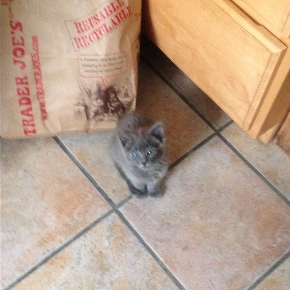 Meet your Posher, Shemia - Picture 4 of 4